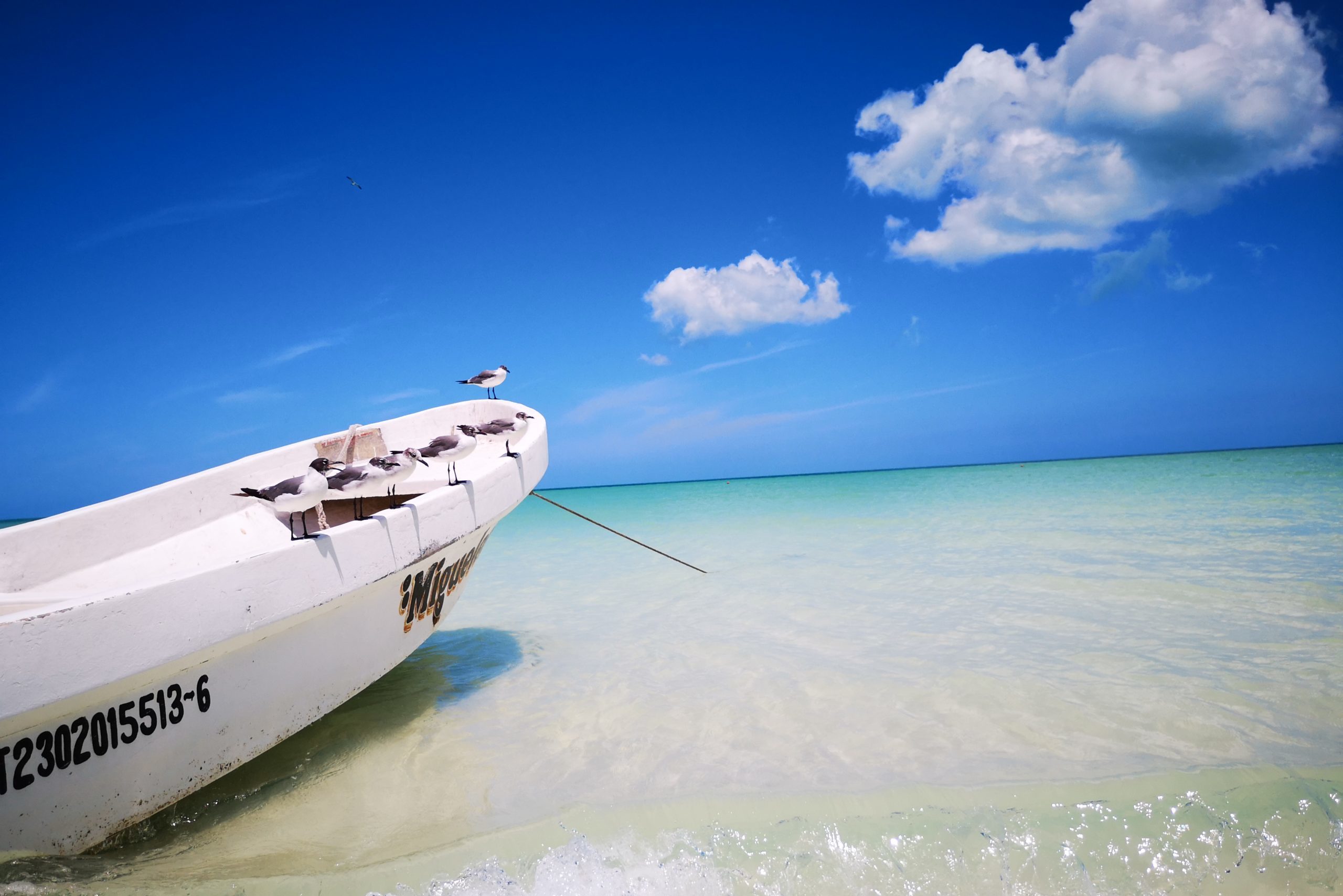 Fischerboot mit Möven am Strand der Isla Holbox in Mexiko