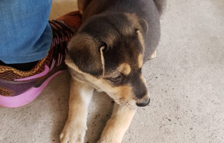 Hundewelpe auf Cát Bà Island in der Ha-Long-Buch in Vietnam