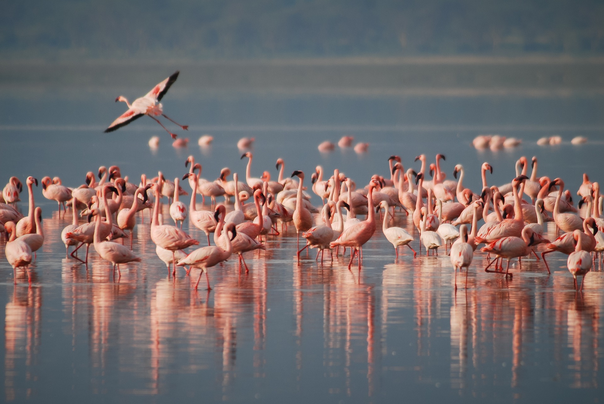 Wilde Flamingos auf der Isla Holbox in Mexiko