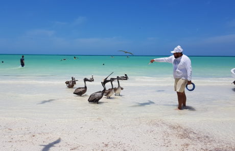 Pelikane werden von Fischern mit kleinen Fischen am Strand auf der Isla Holbox in Mexiko gefüttert